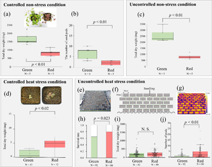 Role of heat stress on leaf color evolution in Oxalis corniculata.png