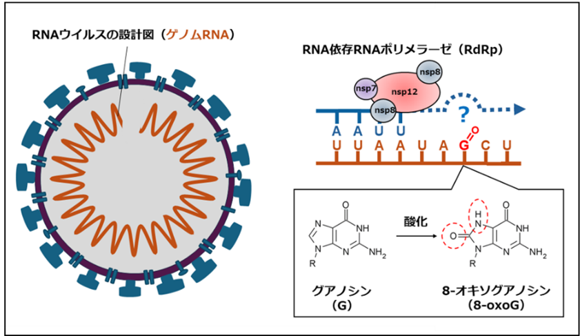 図１SARS-CoV-2のRNA合成と酸化損傷