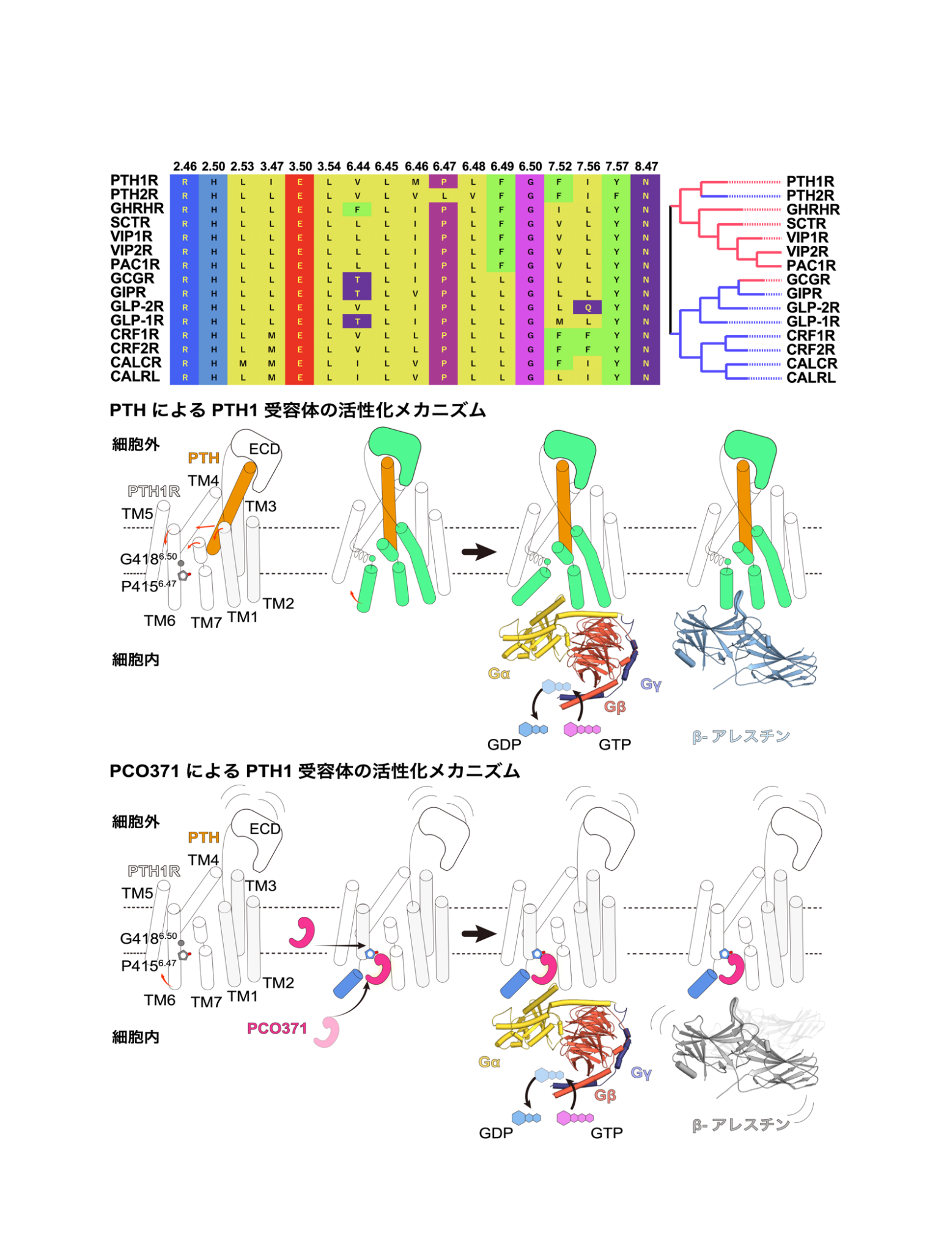 230608_GPCR_01