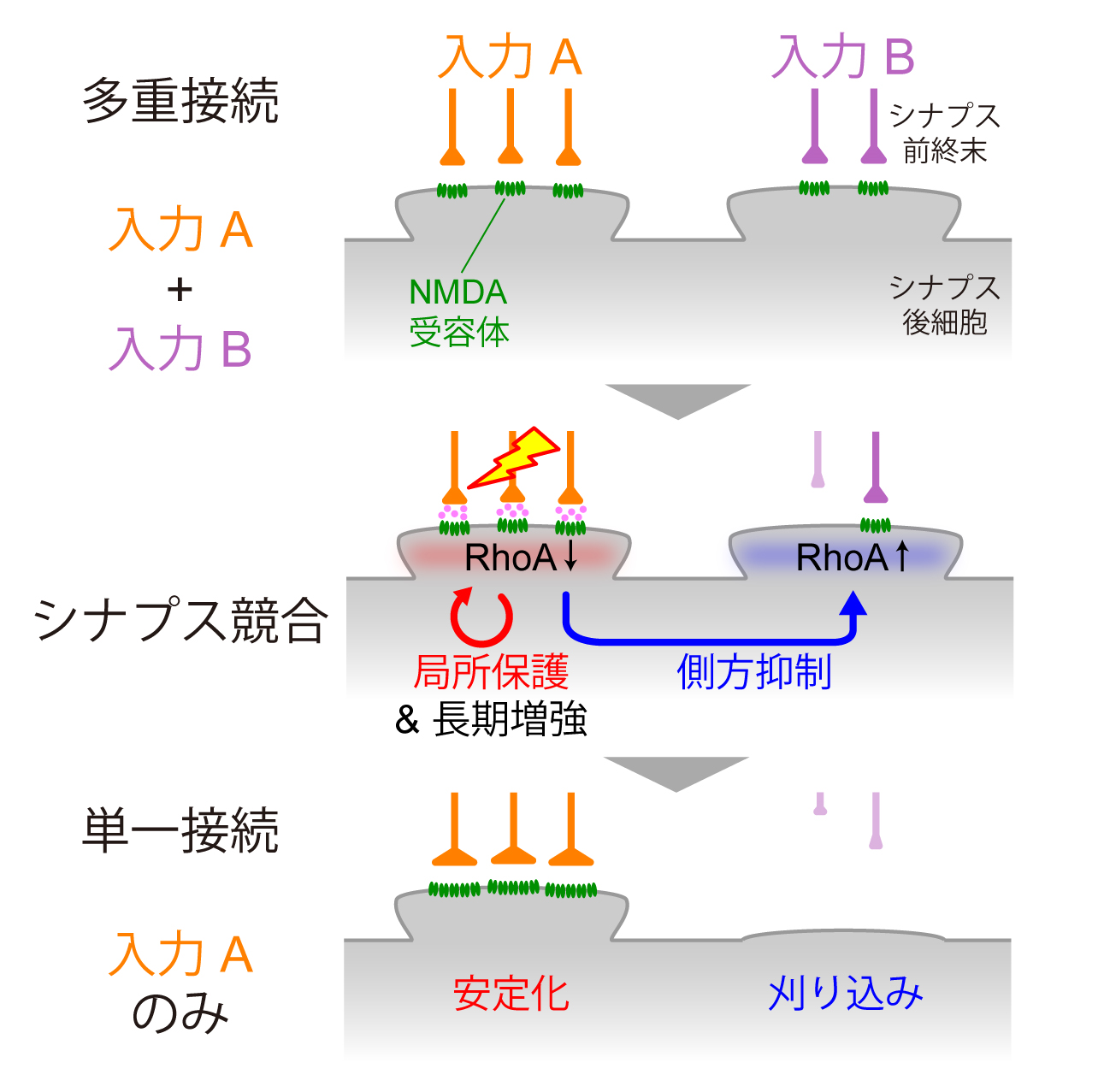 230608_synapse_01