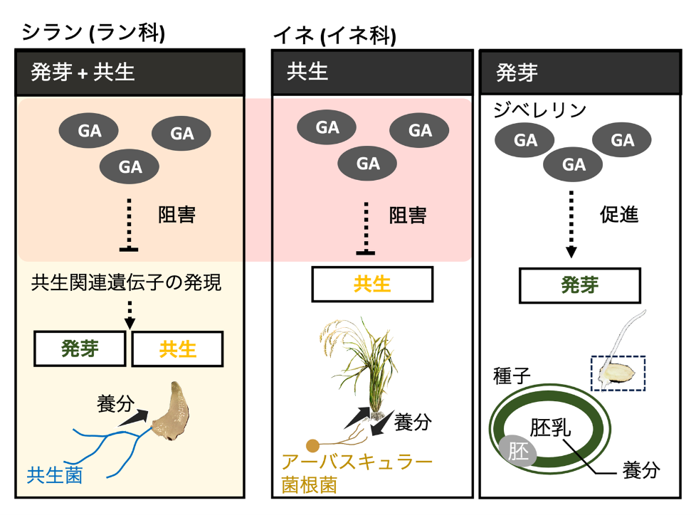 研究成果の概要