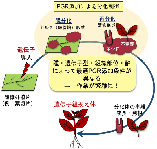 従来の組織培養による植物の体細胞からの個体発生技術を基盤とした遺伝子組換え体作出