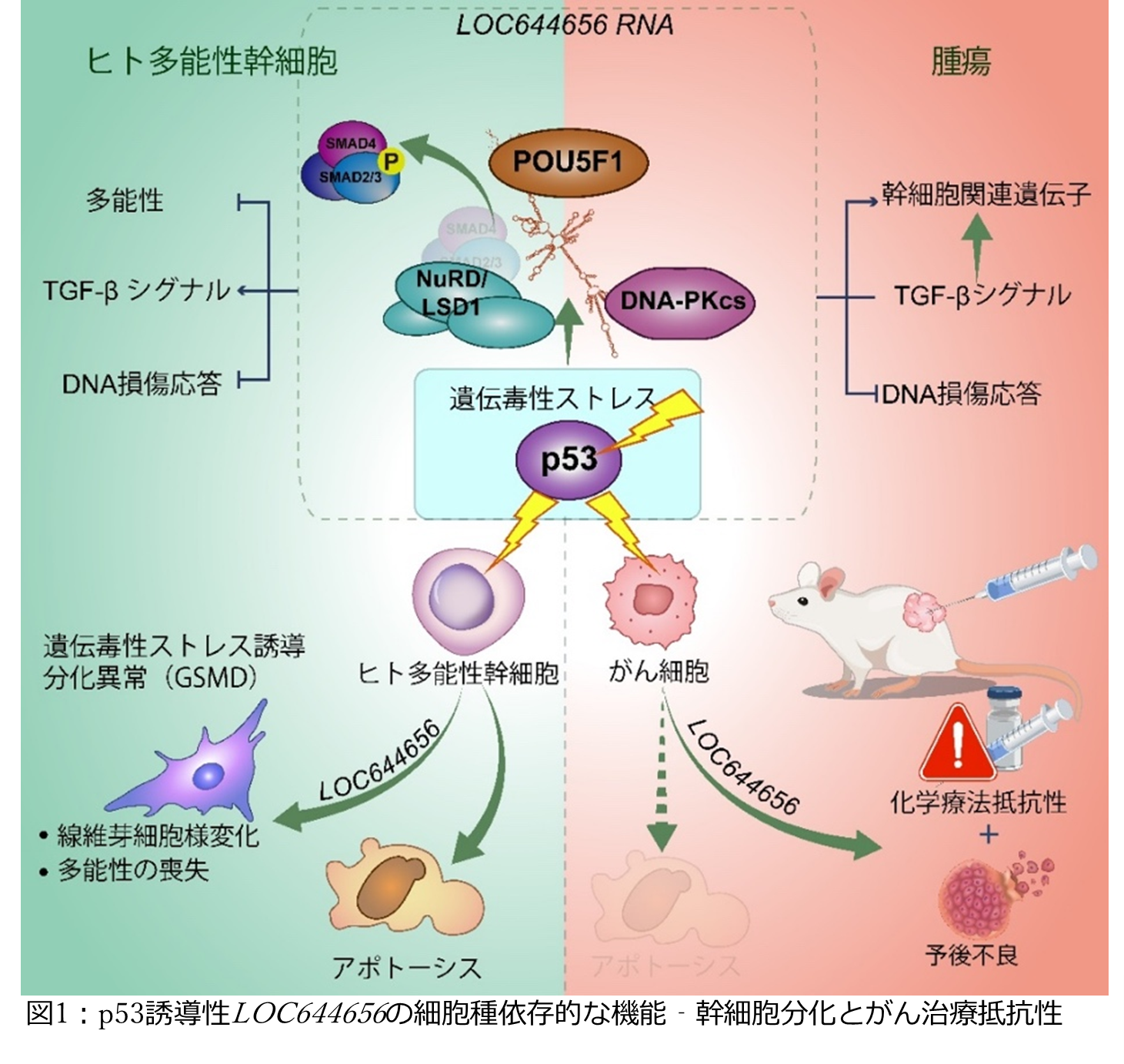 図1：p53誘導性LOC644656の細胞種依存的な機能‐幹細胞分化とがん治療抵抗性