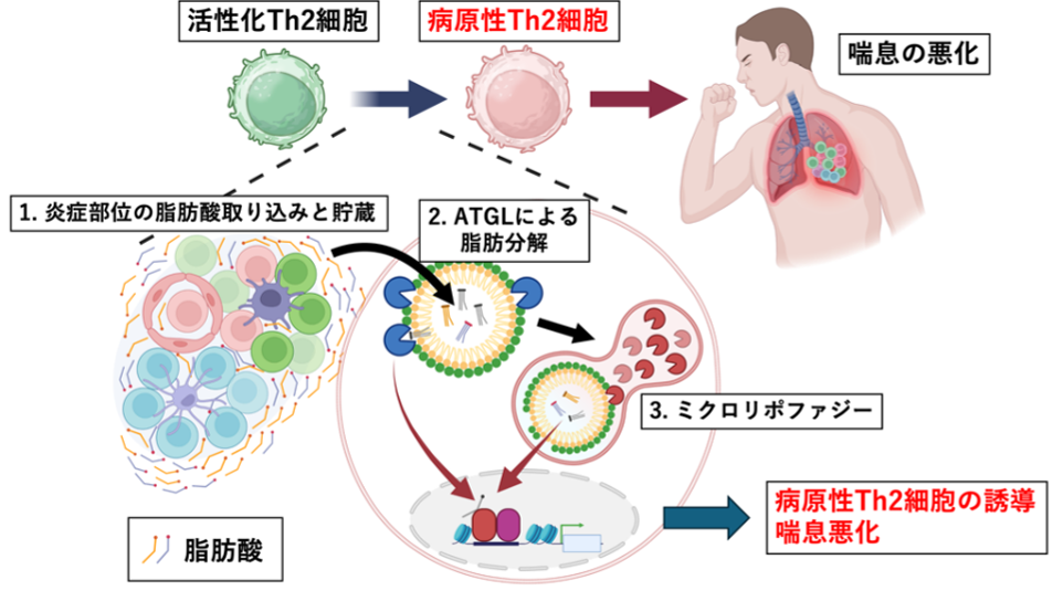 図：脂肪分解経路が病原性Th2細胞を誘導する
