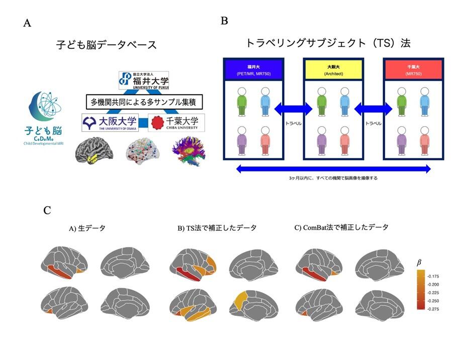 図A：子ども脳データベース 　図B：トラベリングサブジェクト（TS）法のイメージ 　図C：ADHDにおける脳構造の特徴（各補正法による）
