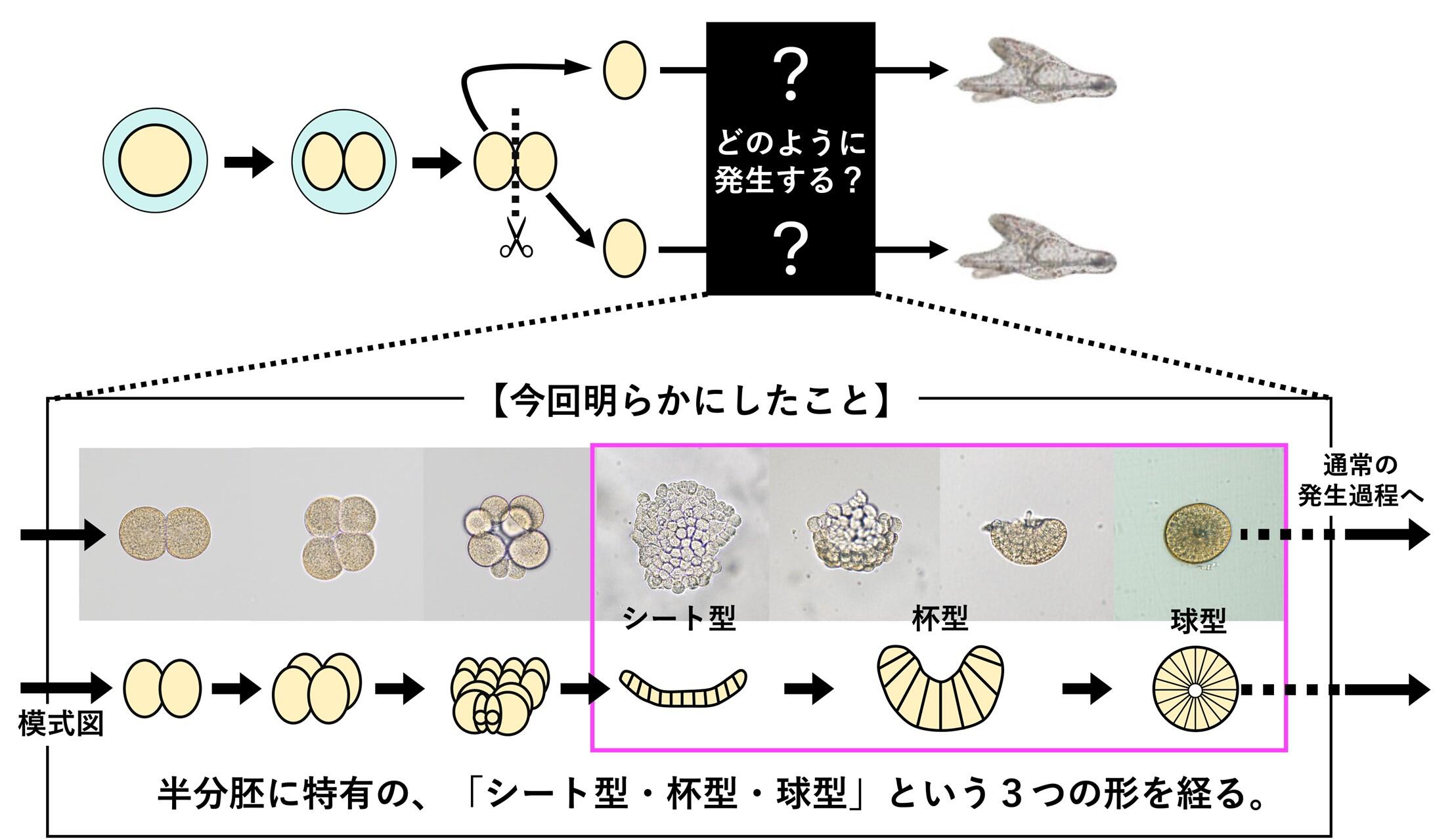 図１　本研究の概要 ２細胞期のウニ胚をそれぞれの細胞に分離すると、双子ができる。その過程の詳細は不明であったが、一度シート状に育った細胞集団が丸くなって個体になることが分かった。