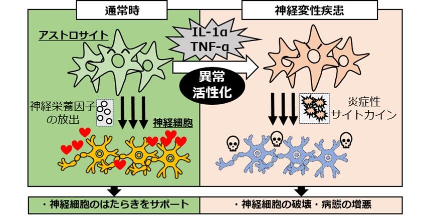 図1. 脳内におけるアストロサイトのはたらき