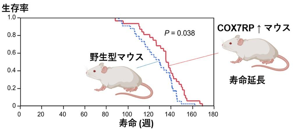 図1：COX7RP発現上昇によるマウス寿命延長