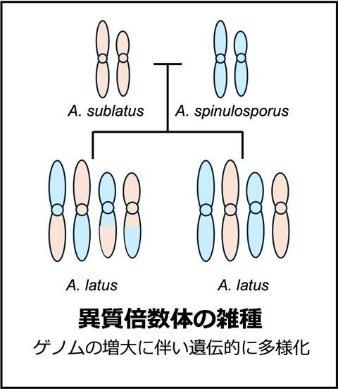図１： A.latusの特徴