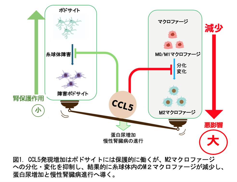 図1. CCL5発現増加はポドサイトには保護的に働くが、M2マクロファージへの分化・変化を抑制し、結果的に糸球体内のM2マクロファージが減少し、蛋白尿増加と慢性腎臓病進行へ導く。