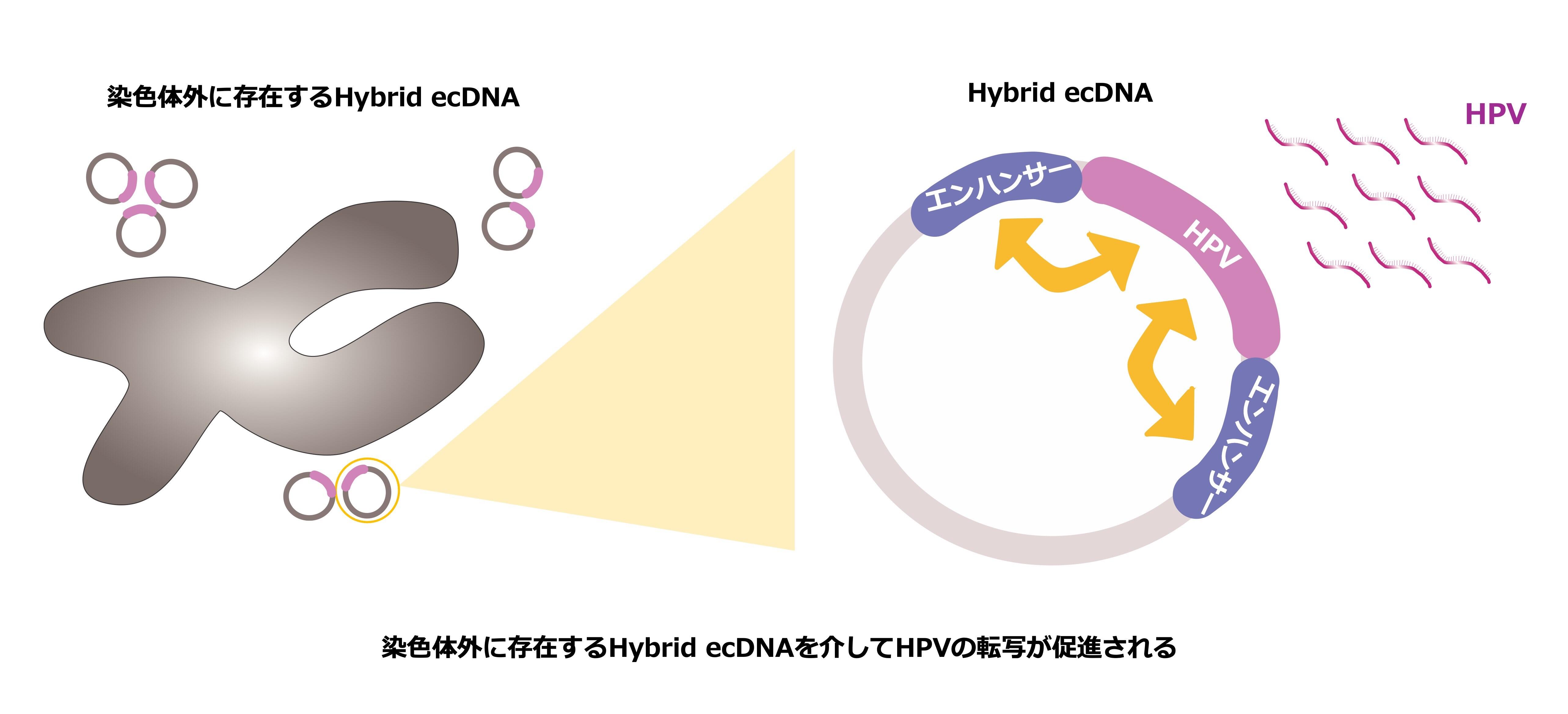 中川特任講師の研究テーマ