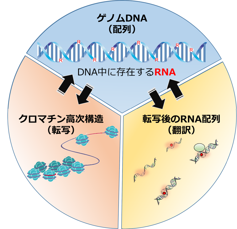 佐々准教授の研究