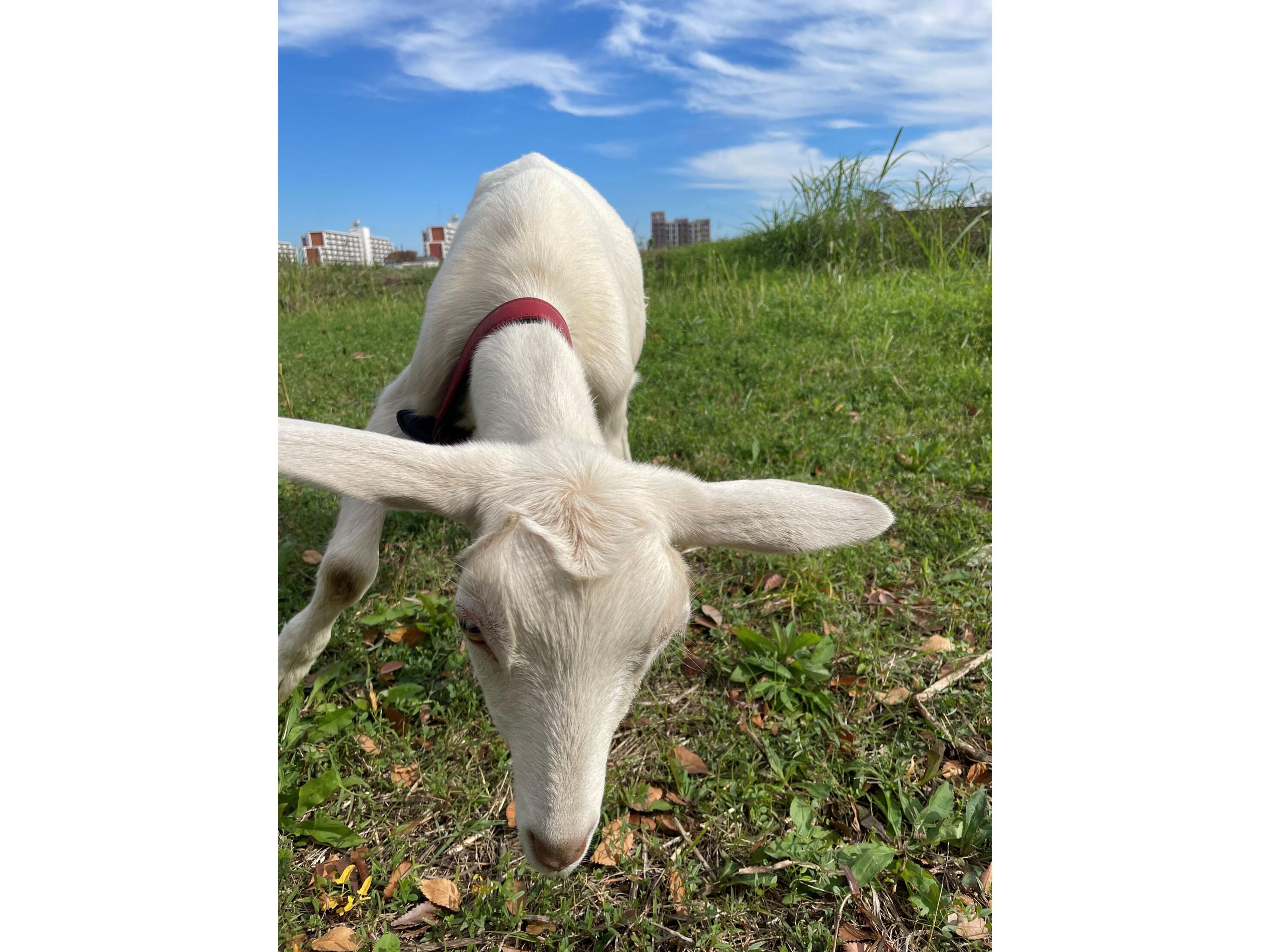 こんにちは。名前は「ちり」です！